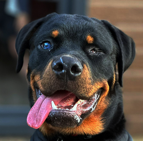 Odin